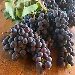 Podere Le Vigne Radda in Chianti