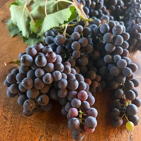 Podere Le Vigne 라다인키안티