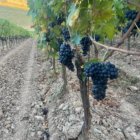 Podere Le Vigne Radda in Chianti